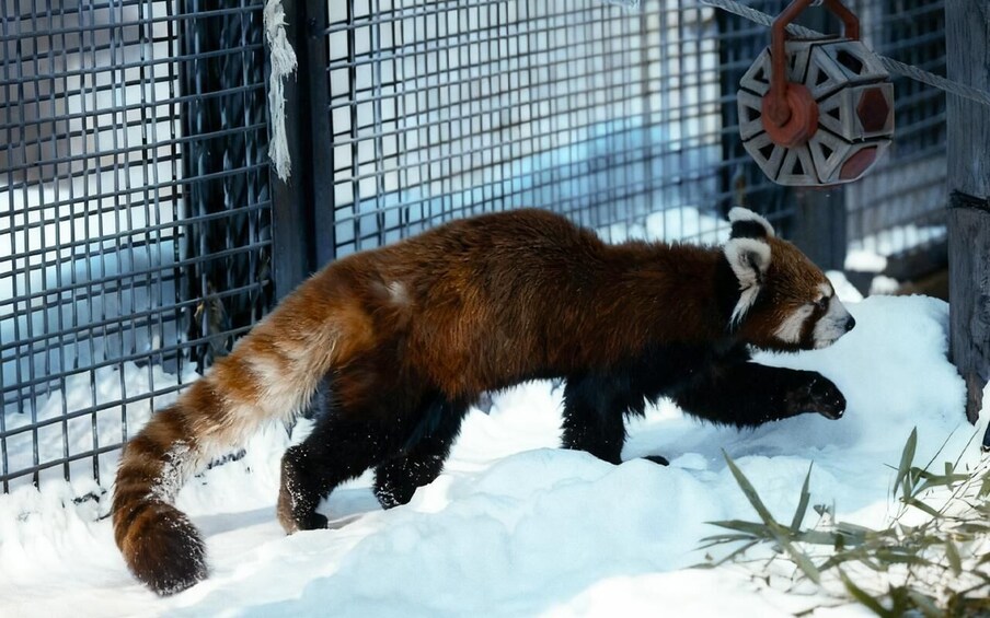 A red panda walking in a snowy enclosure. 2
