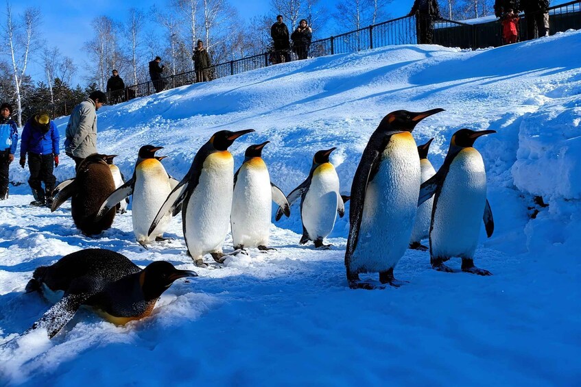 Penguins on a snowy slope with people in the background. 1