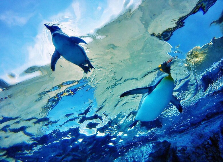 Two penguins swimming underwater. 1
