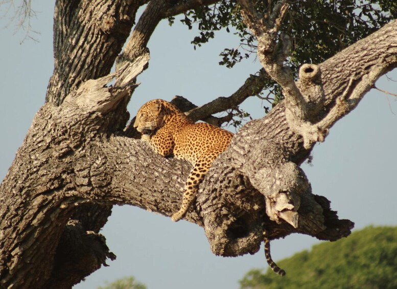 A leopard resting on a tree branch in a natural setting. 2