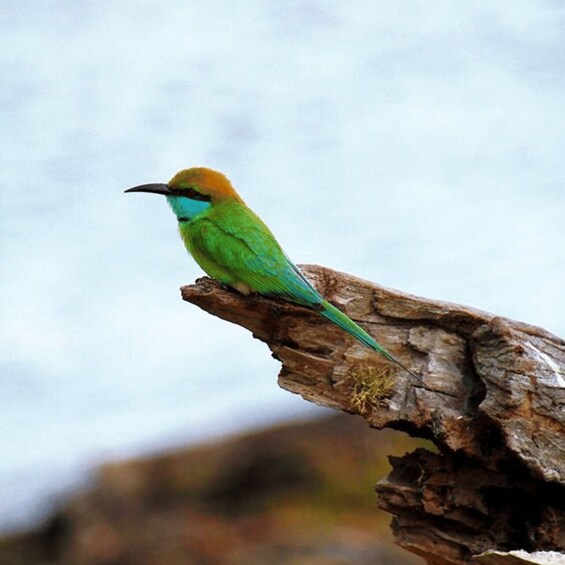 A bird perched on a branch. 5