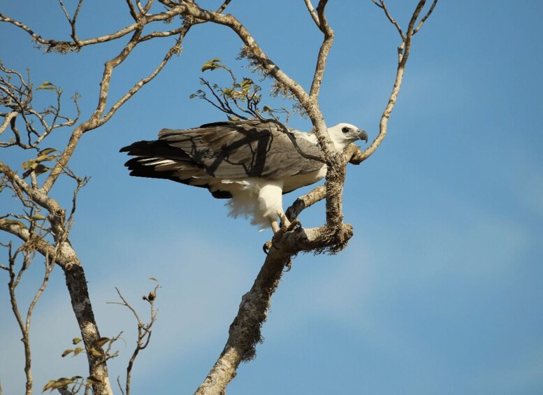 An osprey perched on a tree branch. 1