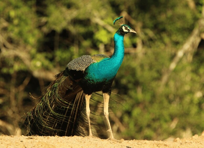 A peacock standing on sandy ground with green foliage in the background. 3