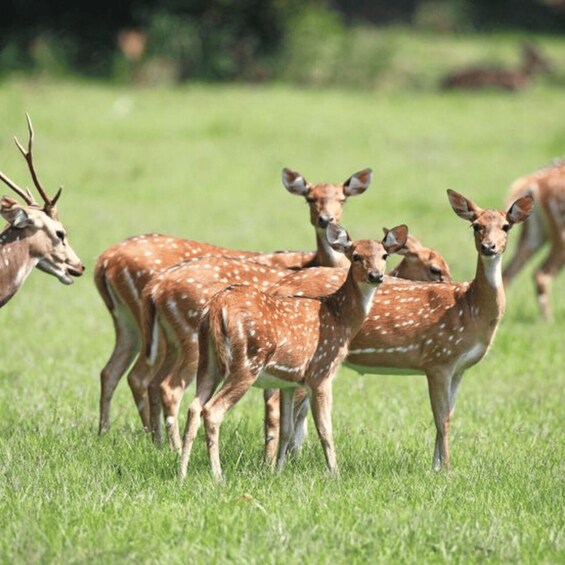 A group of deer in a grassy field. 4