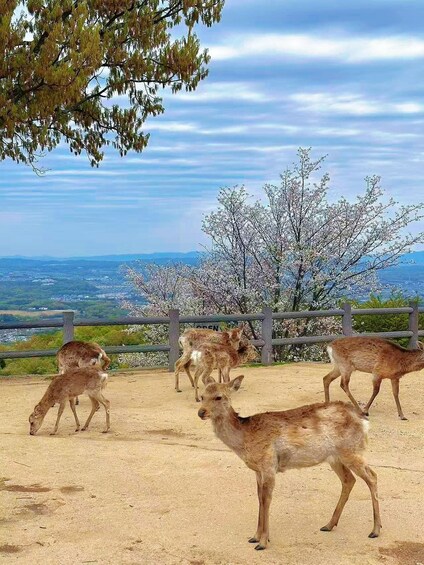 A fenced area with deer grazing, surrounded by blooming trees and a distant view of the landscape. 1