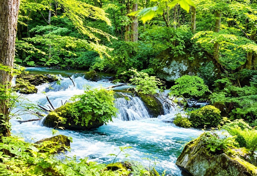 Picture 3 for Activity Aomori: Private Custom Tour with Local Guide 4