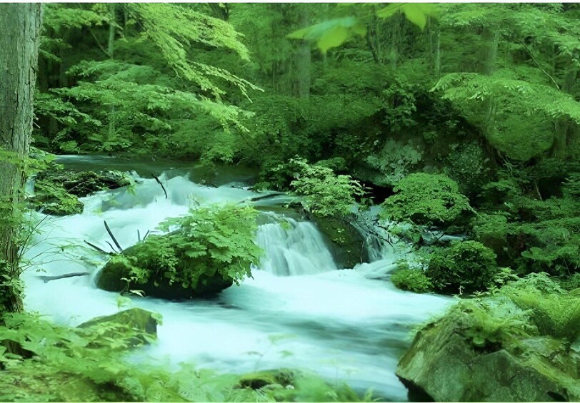 A forest stream with moss-covered rocks and dense greenery. 2