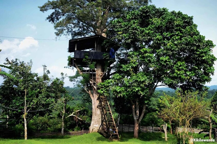 A treehouse built into a large tree with a ladder leading up to it. 1