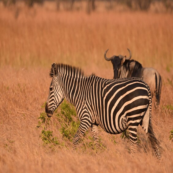 En zebra går gennem et græsmark med tørt græs og en gnu i baggrunden. 2