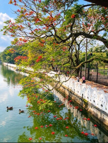 A river with ducks, a white fence, and trees with red flowers. 2