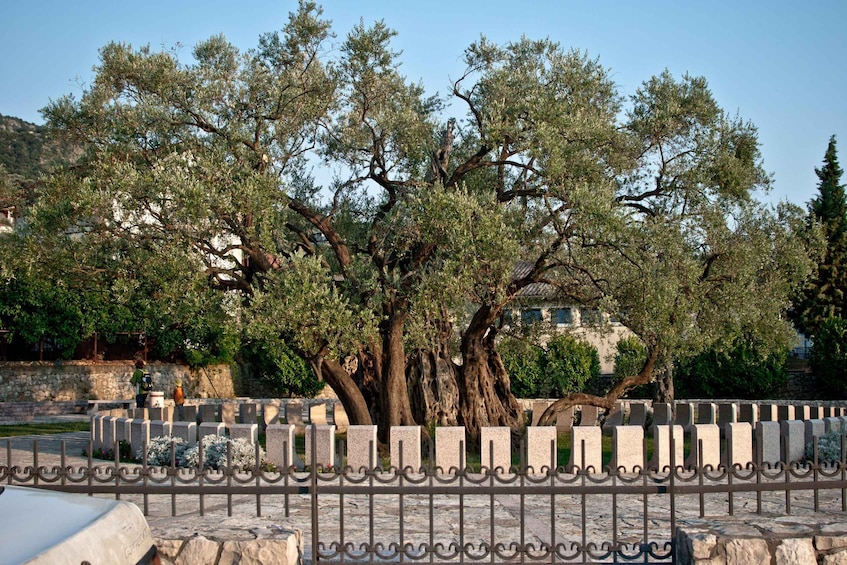 A large olive tree with a stone fence in the foreground. 5