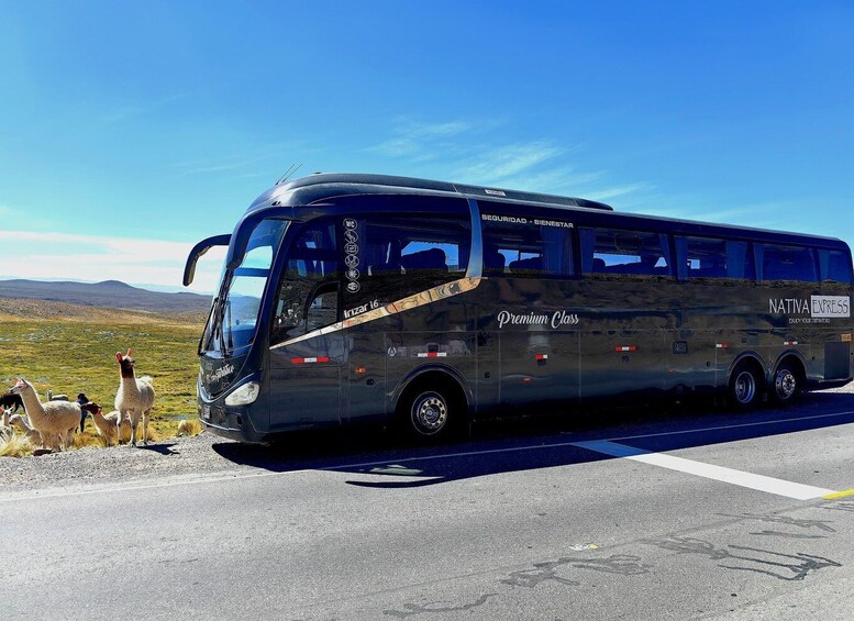 A black bus with 'Nativa Express' and 'Premium Class' on the side parked on a road with llamas in the foreground. 2