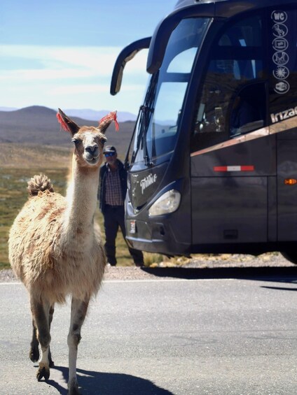 A llama walking on a road with a bus in the background. 1
