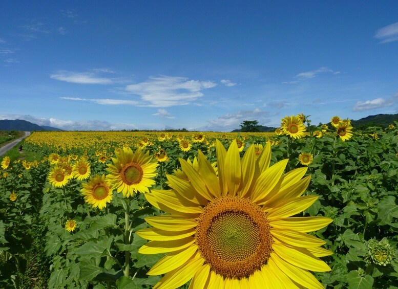 A sunflower field with a clear sky. 2