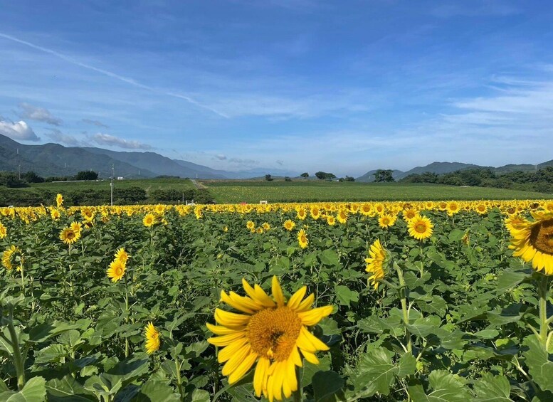 A sunflower field with mountains in the background. 4