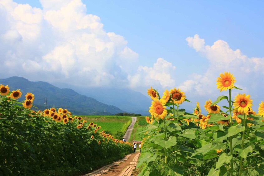 A sunflower field with a road and mountains in the background. 1