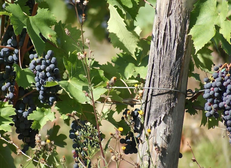 Grapevines with clusters of dark grapes and green leaves. 4
