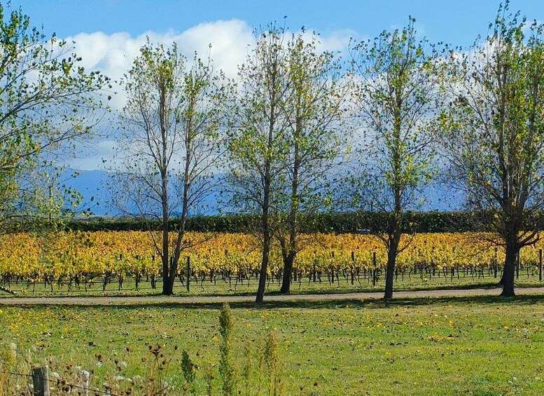 A vineyard with rows of grapevines, trees, and a clear sky. 3