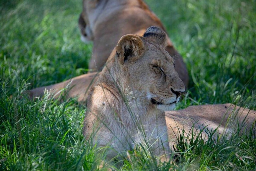 A lion resting in tall grass. 4