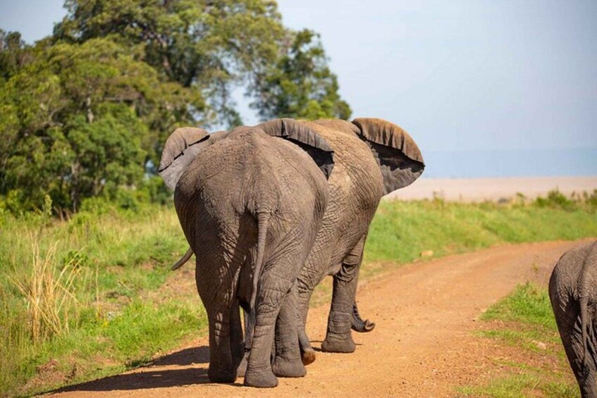 Two elephants walking on a dirt road with trees in the background. 5