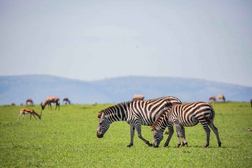 Zebras grazing in a field with a mountainous background. 1