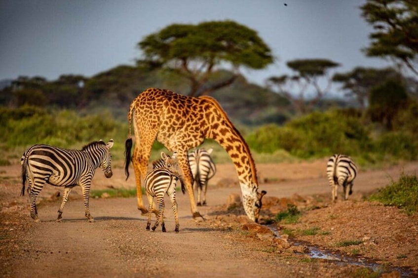 A giraffe bending down to eat with zebras nearby. 3