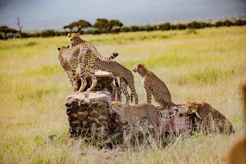 Cheetahs on a rock formation in a grassy savannah. 2