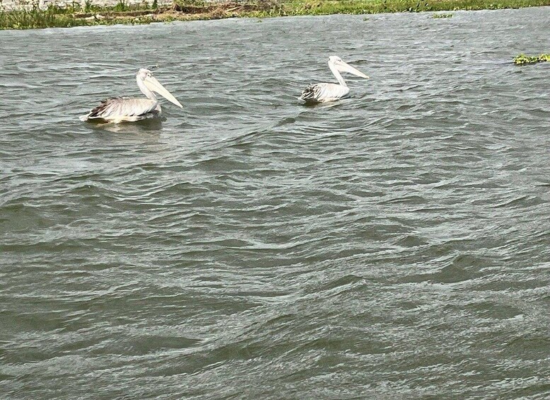 Two pelicans floating on a rippled water surface. 1