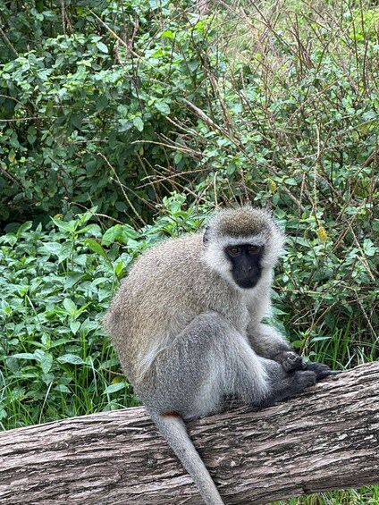 A monkey sitting on a log surrounded by dense green foliage. 5