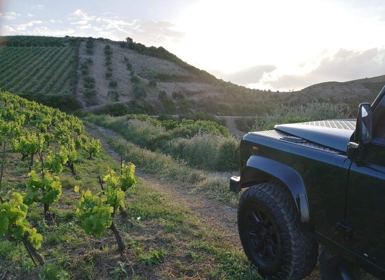 A vineyard with rows of grapevines and a parked off-road vehicle. 3