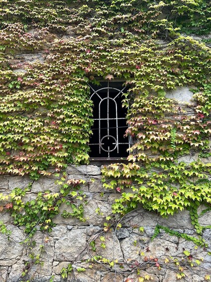 A stone wall partially covered with green and red leaves, with a metal gate in the center. 4