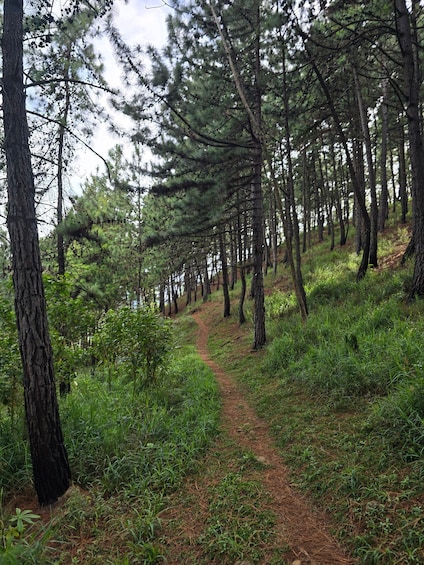 A forested trail with dense pine trees and a narrow dirt path. 5