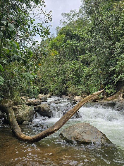 A flowing river with rocks and a fallen tree in a forested area. 4