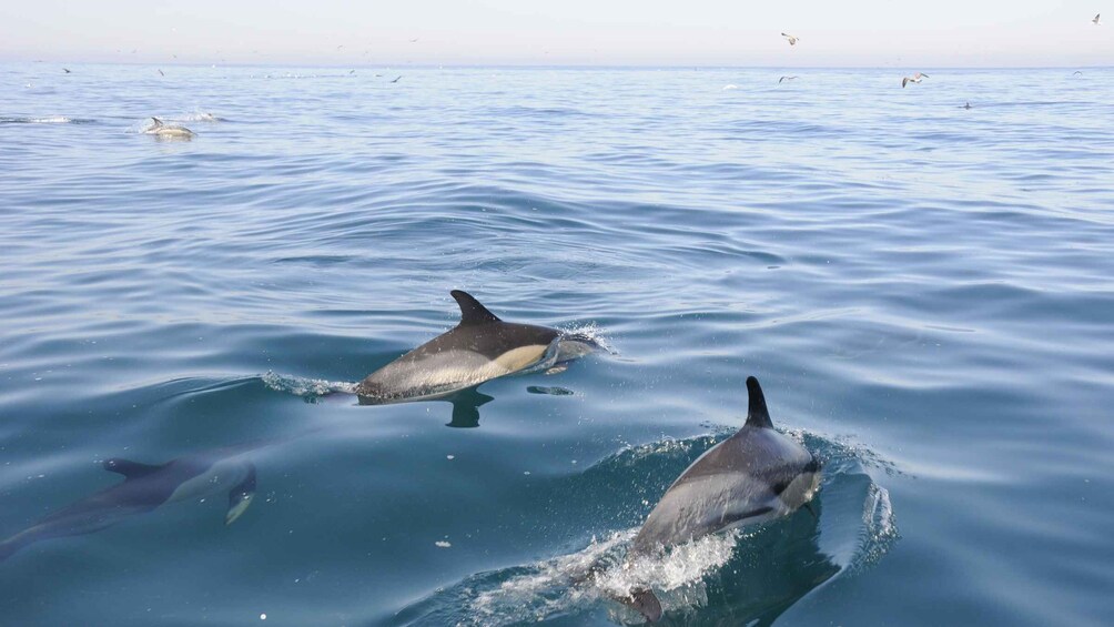 Picture 2 for Activity Nazaré: Dolphin Safari 2