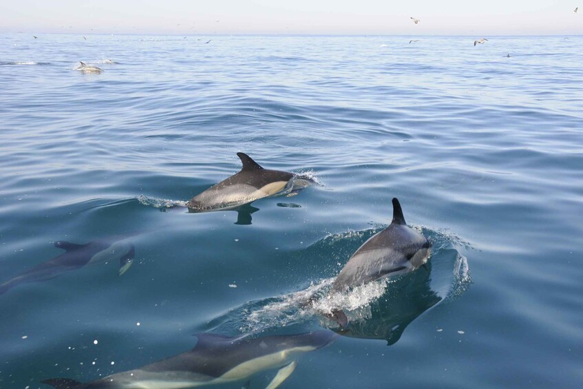 Picture 2 for Activity Nazaré: Dolphin Observation 2