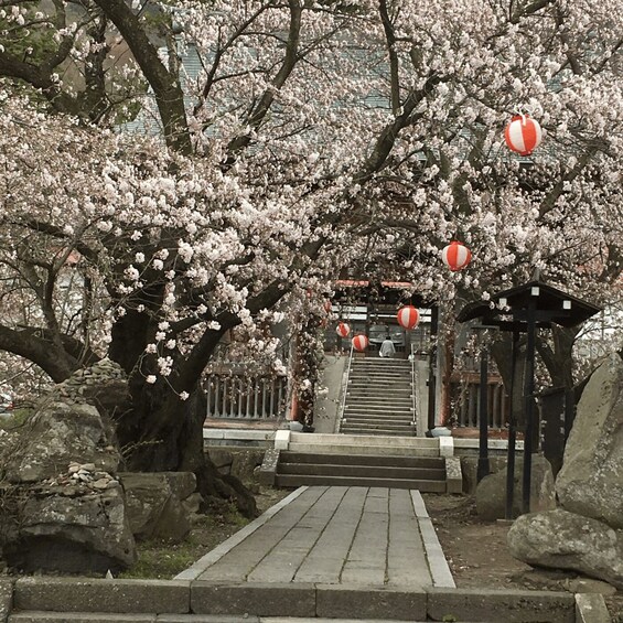 A pathway leading up to a traditional Japanese structure, surrounded by cherry blossom trees and red lanterns. 5