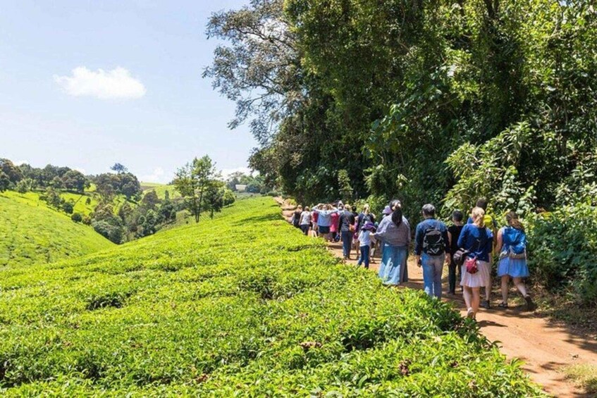 A group of people walking along a path through a tea plantation. 3
