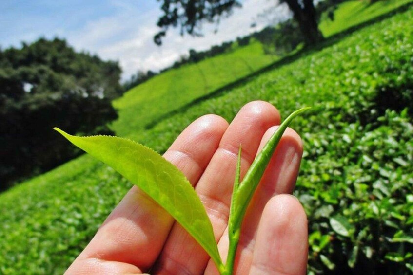 A hand holding a green tea leaf and a stem, with a tea plantation in the background. 2