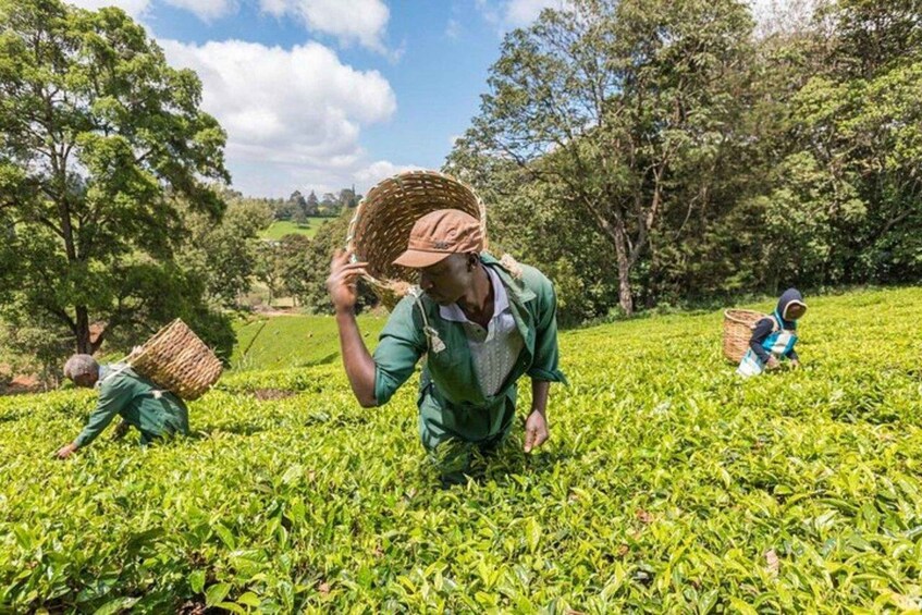 Workers harvesting tea in a lush green field with trees in the background. 1