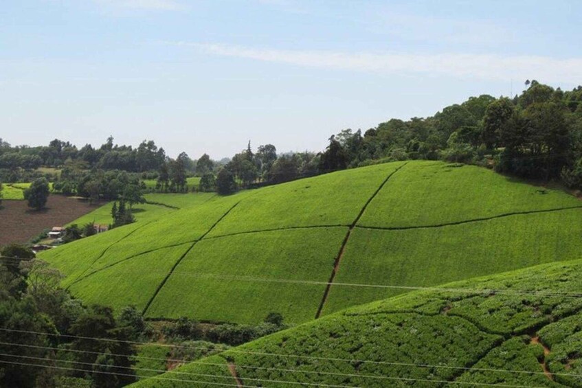 Rolling green hills with a clear sky. 4