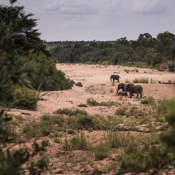 A group of elephants in a dry savanna with sparse vegetation and distant trees. 3