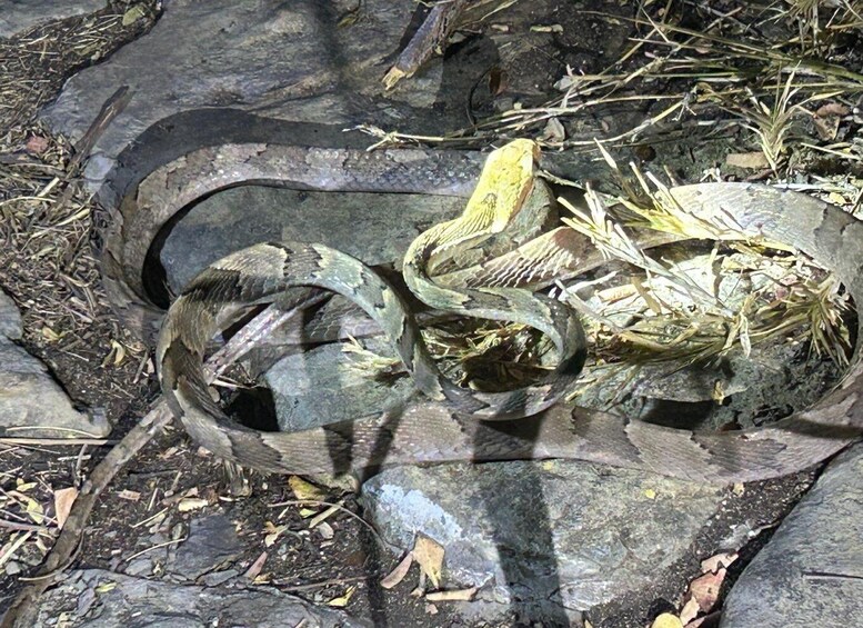 A snake coiled around a log in a rocky outdoor setting. 5