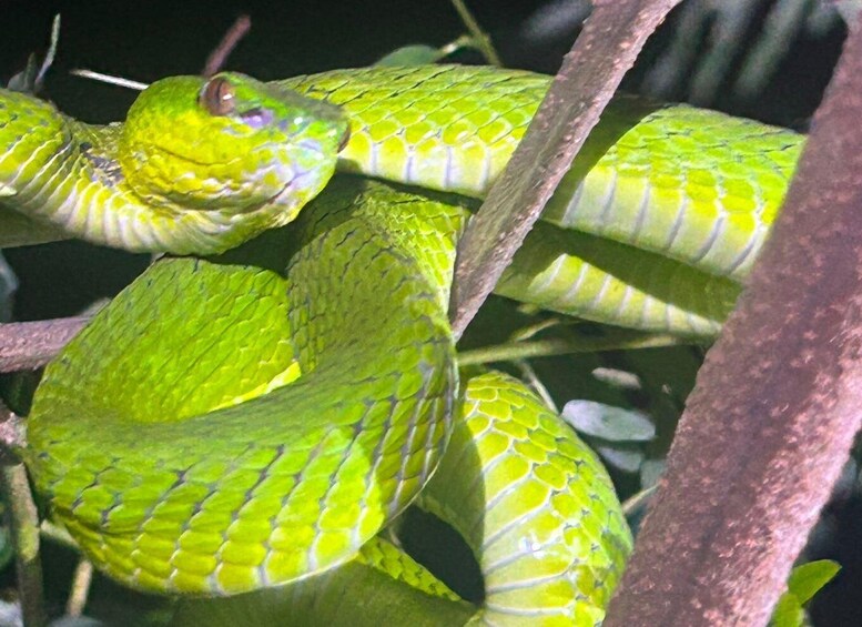 A green snake coiled around branches. 1