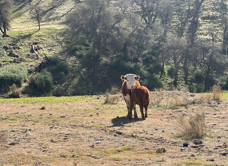 A cow standing in a grassy field with trees in the background. 4
