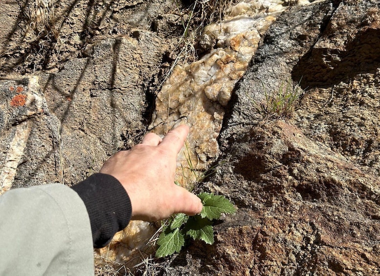 A hand touching a rock surface with a plant growing nearby. 5