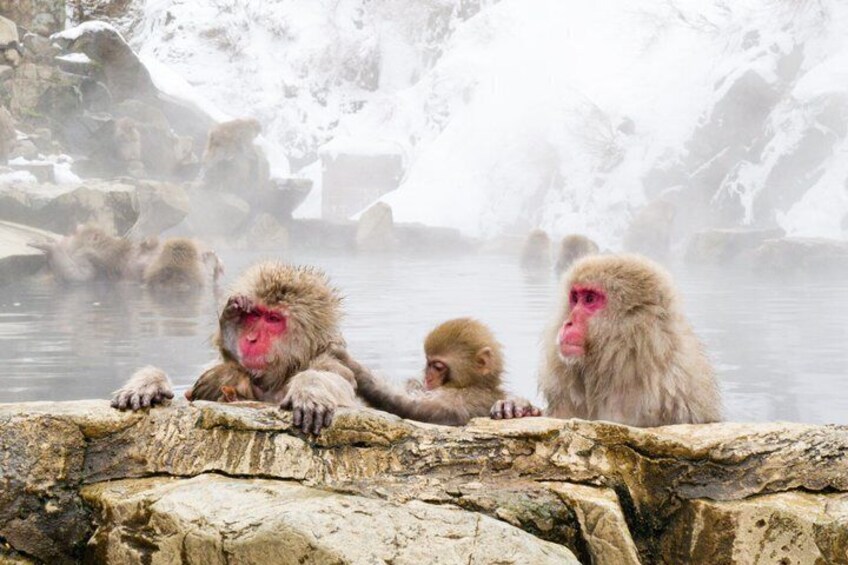Nagano Snow Monkey Park Private Tour from Tokyo 3