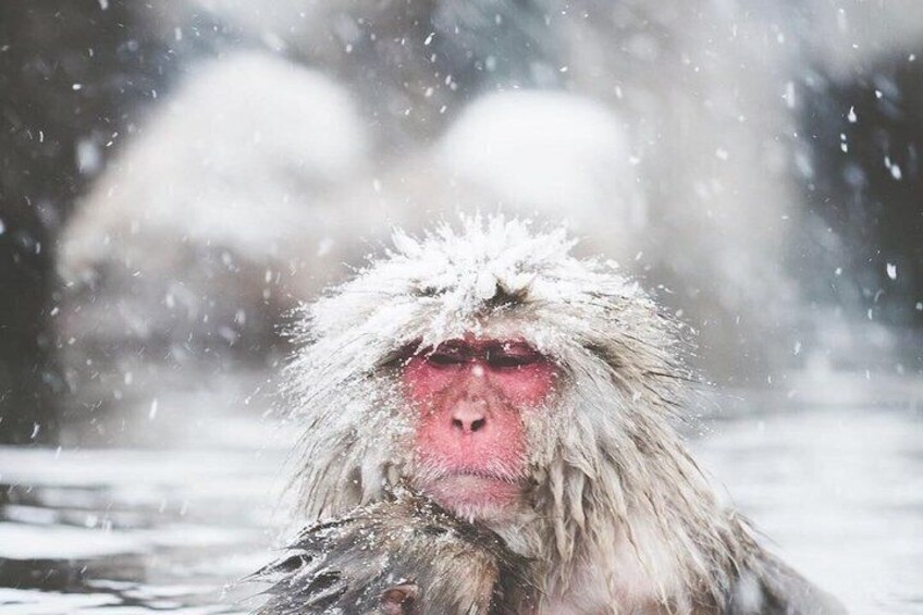 Nagano Snow Monkey Park Private Tour from Tokyo 5