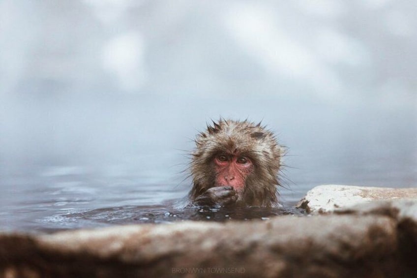 A monkey in a hot spring, surrounded by misty water. 5