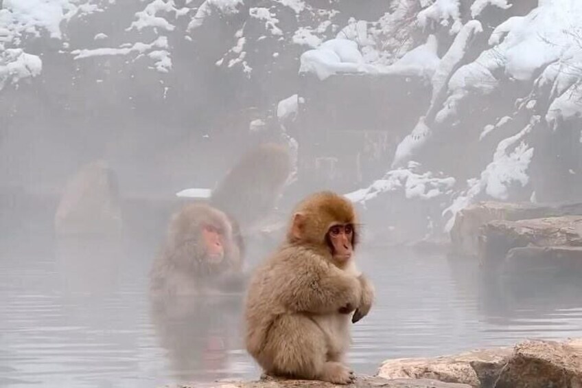 Nagano Snow Monkey Park Private Tour from Tokyo 2
