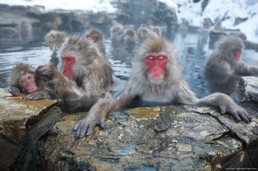 Monkeys in a hot spring with rocky terrain and snow in the background. 4